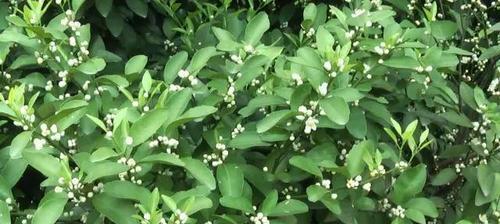 花芽分化代表什么意思？植物生长中的关键过程是什么？