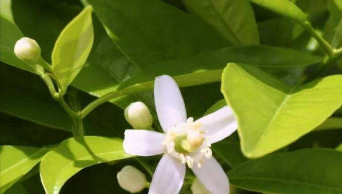 花芽分化代表什么意思？植物生长中的关键过程是什么？