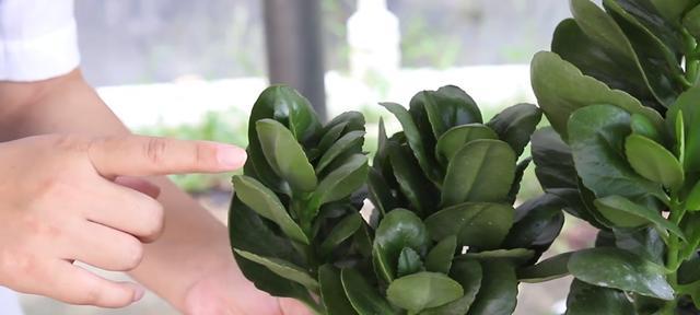 花芽分化代表什么意思？植物生长中的关键过程是什么？