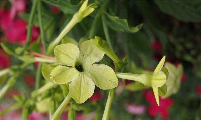 花烟草的花语是什么？花烟草的传说有哪些？