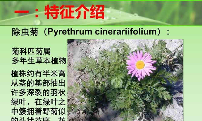 除虫菊播种的最佳时间是什么时候？如何确保高成活率？