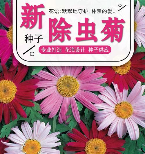 除虫菊种子发芽需要多长时间？如何促进更快发芽？
