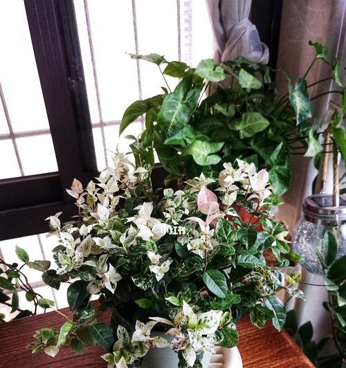 花叶络石的寓意是什么？如何正确理解花叶络石的象征意义？