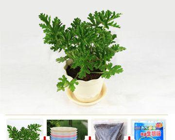 除虫菊种子怎么种植？种植过程中需要注意哪些问题？