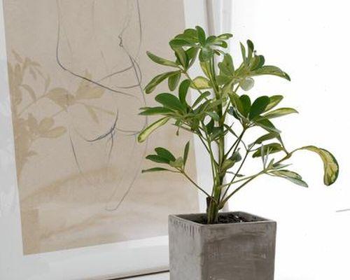 哪些植物能有效除甲醛？如何选择适合的室内植物？