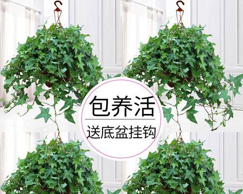 哪些植物能有效除甲醛？如何选择适合的室内植物？