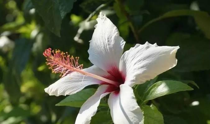 哪些花的花语最虐心？如何理解它们的含义？