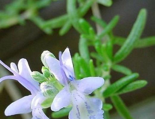 雁来红的花语是什么？如何理解雁来红的花语含义？