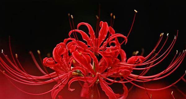 雁来红的花语是什么？如何理解雁来红的花语含义？