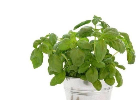 厨房适合摆放哪些植物？如何选择适合厨房的植物？