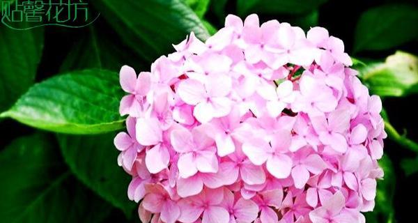 春天花的花语大全是什么？如何解读各种花卉的含义？