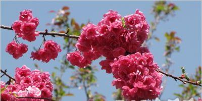 春天花的花语大全是什么？如何解读各种花卉的含义？