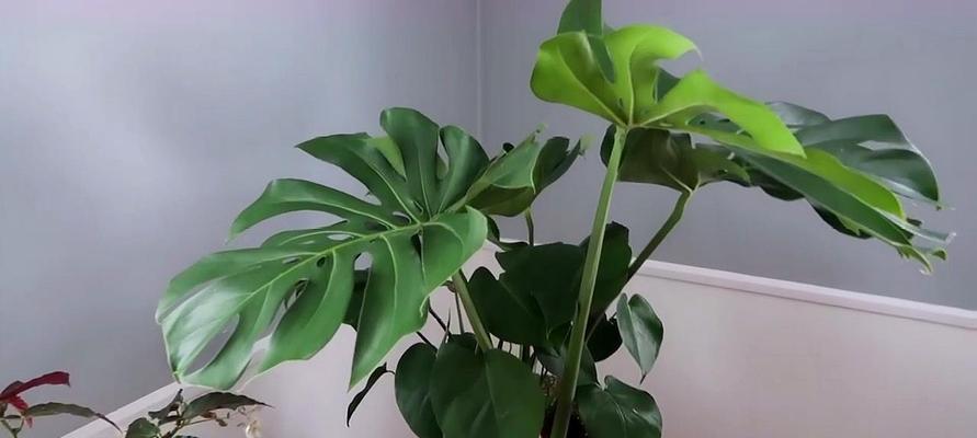 厨房放什么植物招财？哪些植物能带来财运？