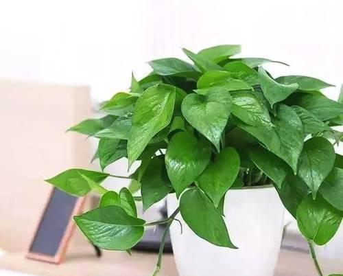 厨房里适合养哪些花和植物？它们的好处是什么？