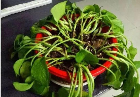 厨房里适合养哪些花和植物？它们的好处是什么？