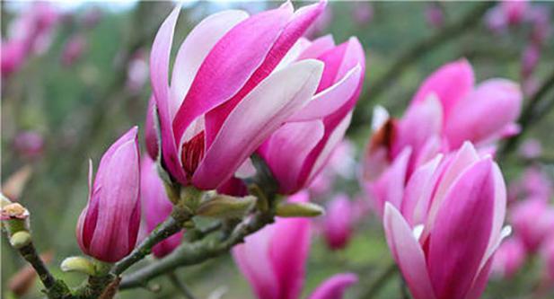 花语含义大全是什么？如何理解各种花的象征意义？