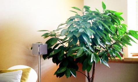 厨房适合放什么植物风水好？有哪些推荐？