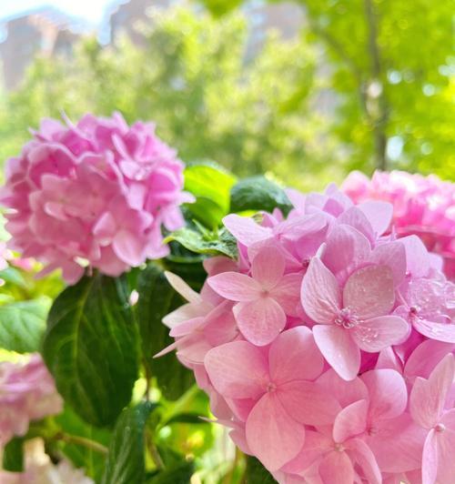 花语是暗恋的花花？如何表达未说出口的爱意？