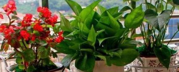 厨房养什么花好？适合厨房环境的花卉有哪些？