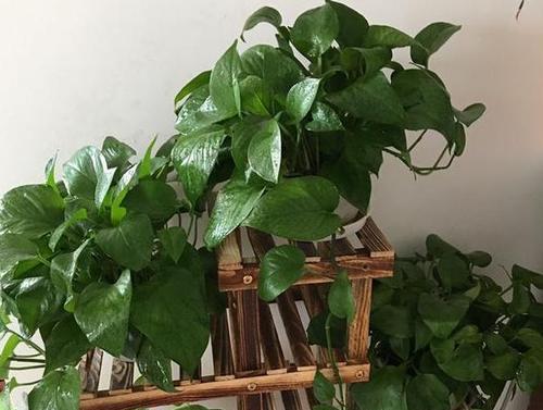 厨房养什么花好？适合厨房环境的花卉有哪些？