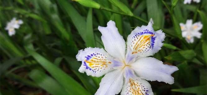 友情的花语有哪些？哪些花代表着友情？
