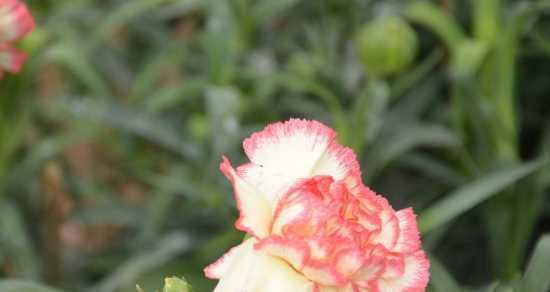 友情的花语有哪些？哪些花代表着友情？