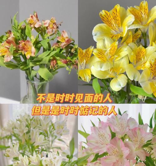 友情的花语有哪些？哪些花代表着友情？