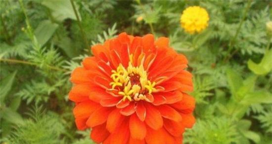 花种类和花语是什么？如何根据场合选择合适的花卉？