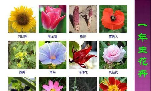 雏菊浇水频率如何根据季节调整？春夏秋冬浇水有何不同？