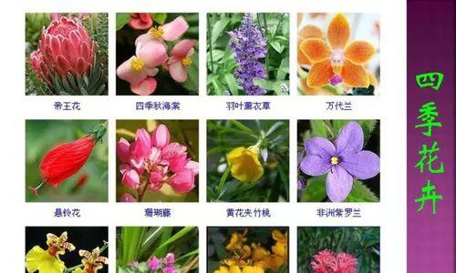 雏菊浇水频率如何根据季节调整？春夏秋冬浇水有何不同？
