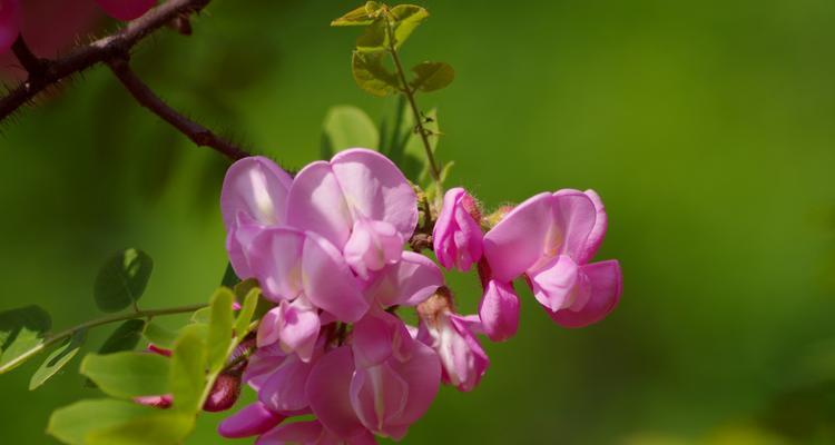 槐花的花语意义是什么？如何理解槐花的象征含义？