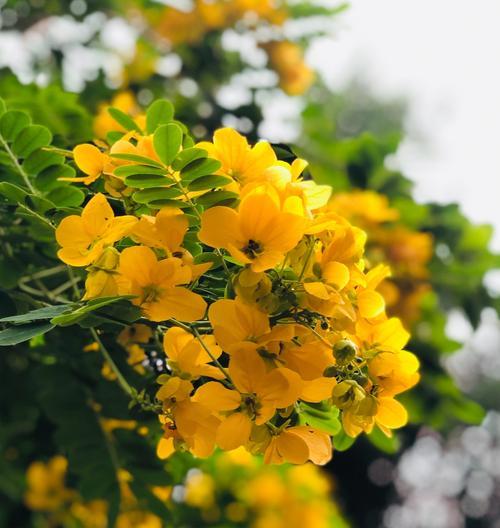 槐花的花语意义是什么？如何理解槐花的象征含义？