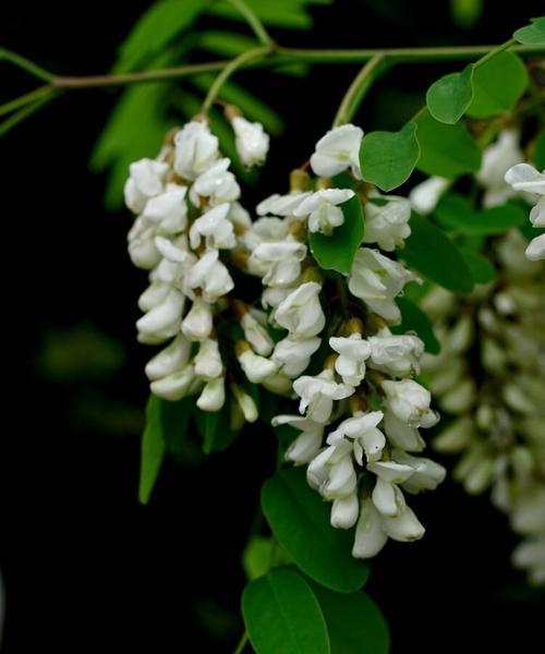 槐花的花语意义是什么？如何理解槐花的象征含义？