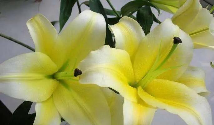 黄百合的花语有哪些含义？