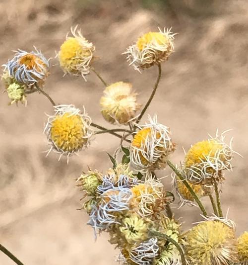 雏菊冬天会冻死吗？如何保护雏菊过冬？
