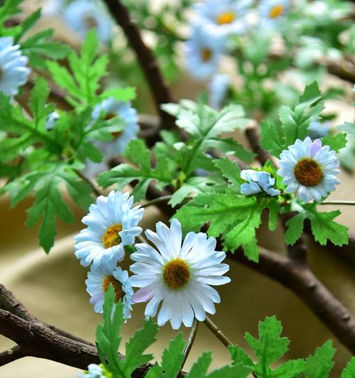 雏菊冬天会冻死吗？如何保护雏菊过冬？