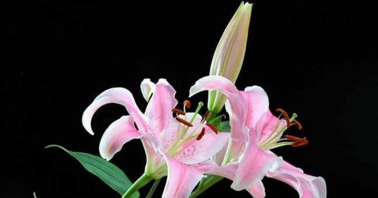 黄百合花语是什么意思？送黄百合代表什么含义？