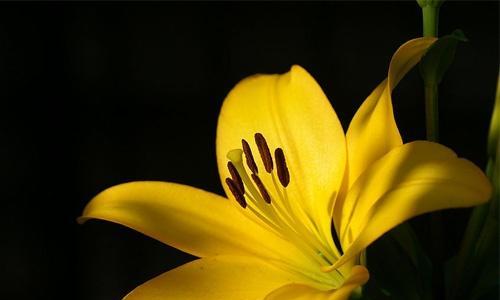 黄百合花语是什么意思？送黄百合代表什么含义？
