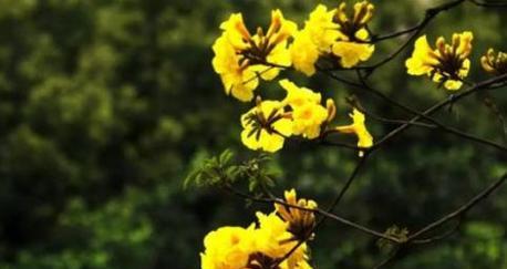 黄风铃花的花语有哪些含义？