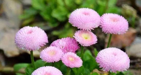 雏菊多久开花一次？如何正确养护以促进花期？