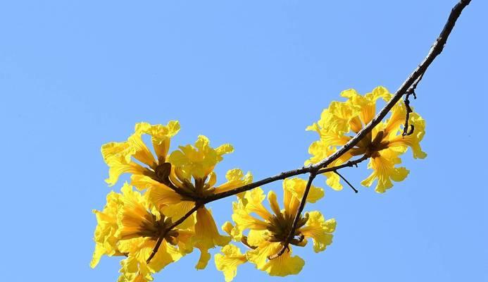 黄风铃花的花语有哪些含义？