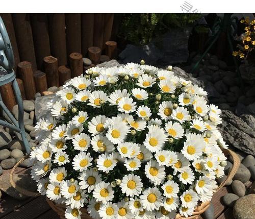 雏菊多久开花一次？如何正确养护以促进花期？