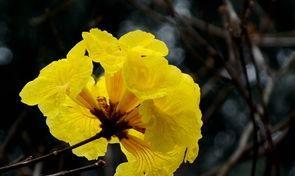 黄花风铃木的花语有哪些含义？