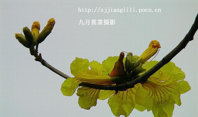黄花风铃木的花语有哪些含义？