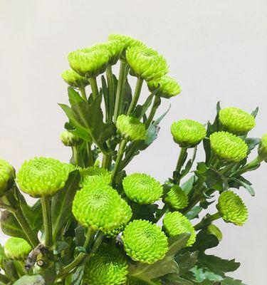 雏菊花期持续多久？如何延长雏菊花期？