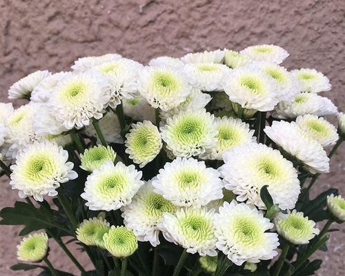 雏菊花期持续多久？如何延长雏菊花期？