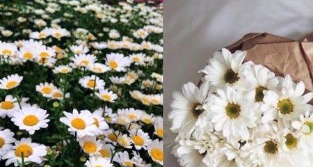 雏菊花期持续多久？如何延长雏菊花期？