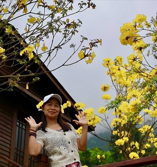 黄花风铃木的寓意是什么？种植黄花风铃木有哪些注意事项？