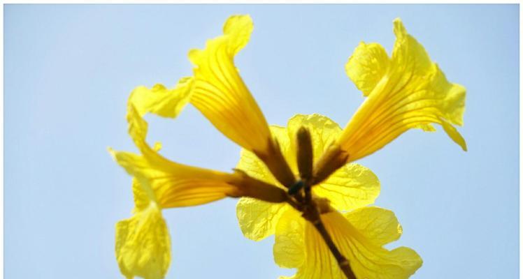 黄花风铃木花语是什么？如何欣赏其独特的美？