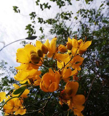 黄花槐的寓意是什么？黄花槐象征着什么？